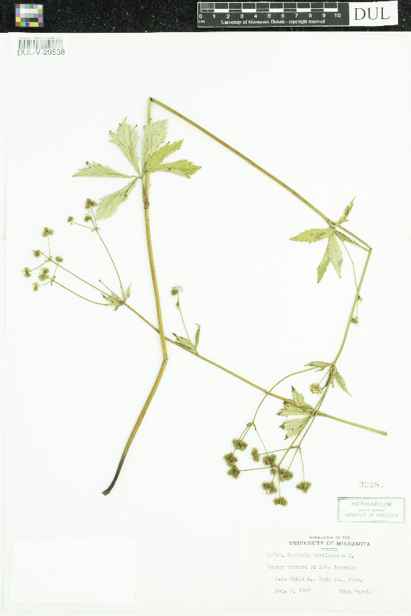 Sanicula marilandica image