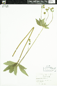 Sanicula marilandica image