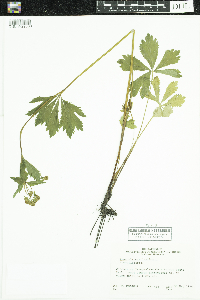Sanicula marilandica image