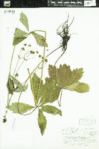 Sanicula marilandica image
