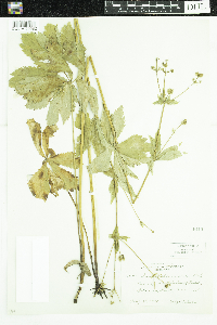 Sanicula marilandica image