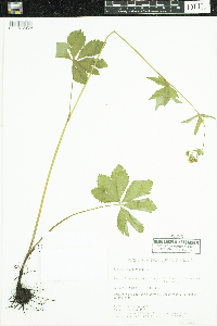 Sanicula marilandica image
