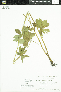 Sanicula marilandica image