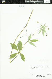 Sanicula marilandica image