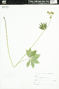 Sanicula marilandica image