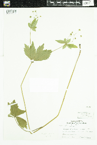Sanicula marilandica image