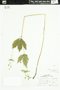 Sanicula marilandica image