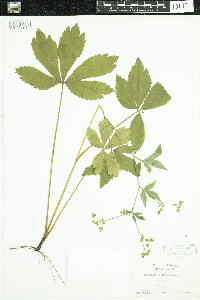 Sanicula canadensis image
