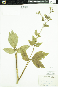 Sanicula canadensis image