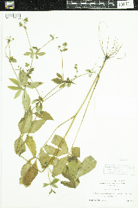 Sanicula canadensis image