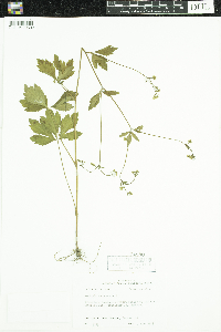 Sanicula canadensis image