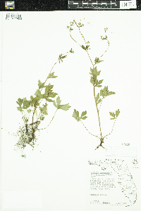 Sanicula canadensis image