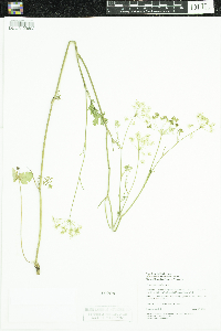 Pimpinella saxifraga image