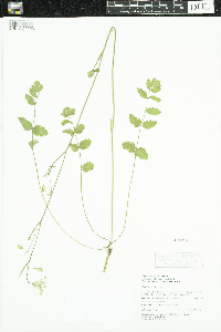 Pimpinella saxifraga image