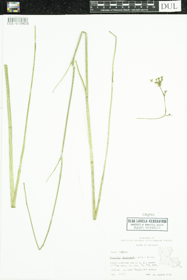 Oxypolis filiformis image