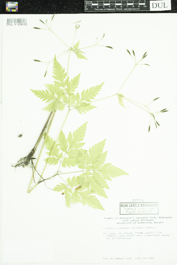 Osmorhiza claytonii image