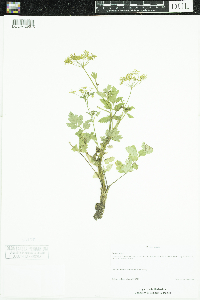 Pastinaca sativa image