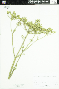 Pastinaca sativa image