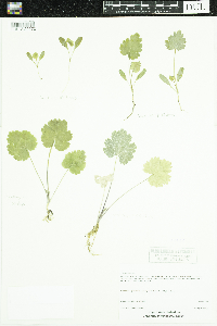 Pastinaca sativa image