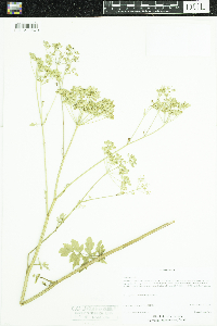 Pastinaca sativa image