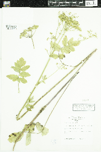 Pastinaca sativa image