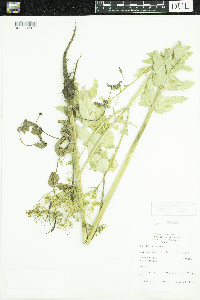 Pastinaca sativa image