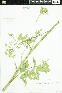 Pastinaca sativa image