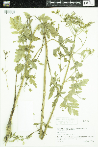 Pastinaca sativa image