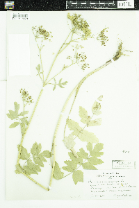 Pastinaca sativa image