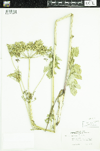 Pastinaca sativa image
