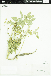 Pastinaca sativa image