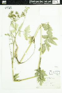 Pastinaca sativa image