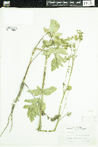 Pastinaca sativa image