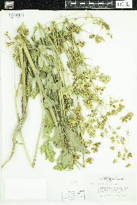 Pastinaca sativa image