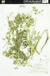 Pastinaca sativa image