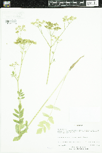 Pastinaca sativa image