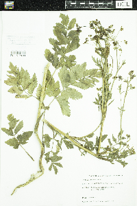 Pastinaca sativa image