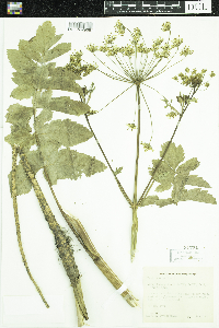 Pastinaca sativa image