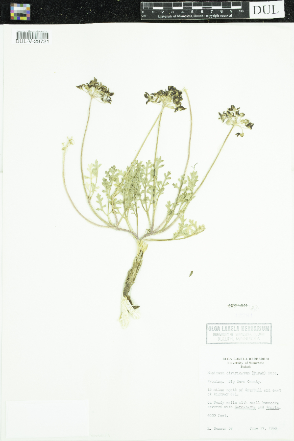 Musineon divaricatum image