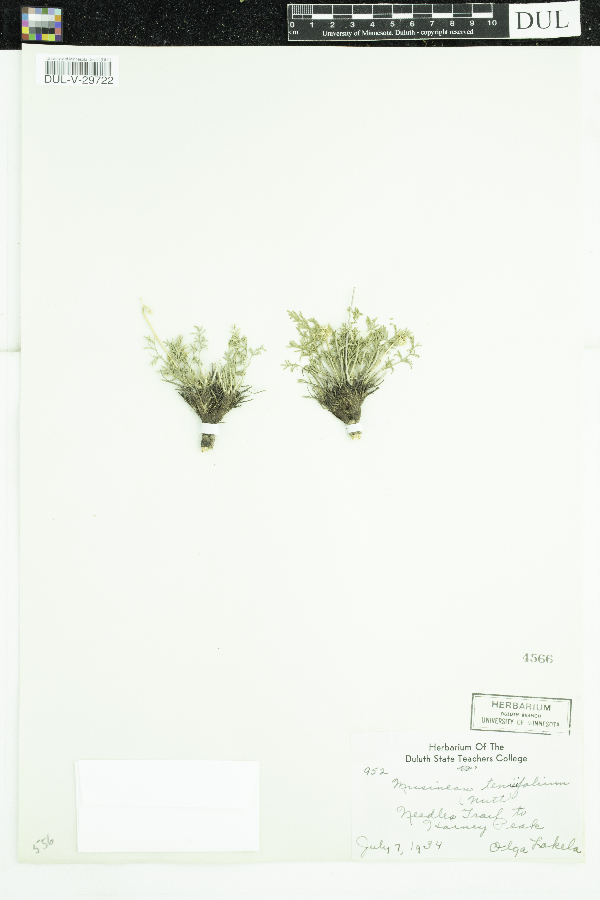 Musineon tenuifolium image