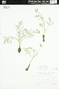 Lomatium orientale image
