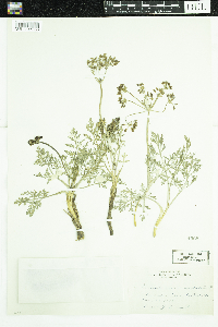 Lomatium orientale image