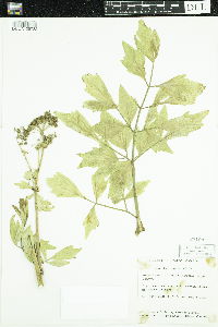 Levisticum officinale image