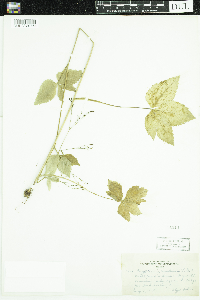 Cryptotaenia canadensis image