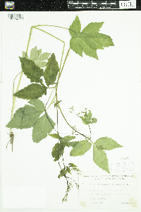 Cryptotaenia canadensis image