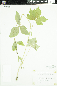 Cryptotaenia canadensis image