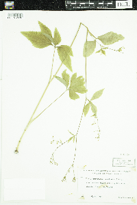 Cryptotaenia canadensis image