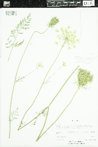 Daucus carota image