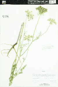 Daucus carota image