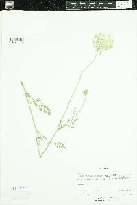 Daucus carota image